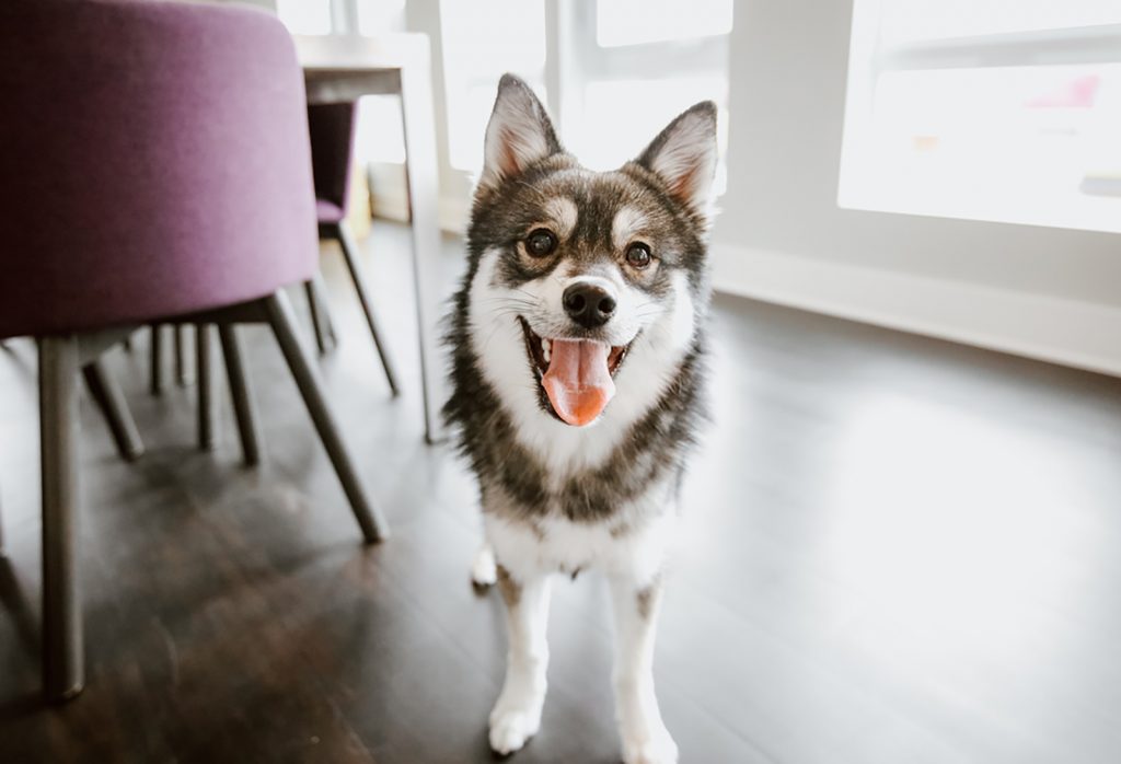 Pomsky Colors 6 Shades Of Fluff