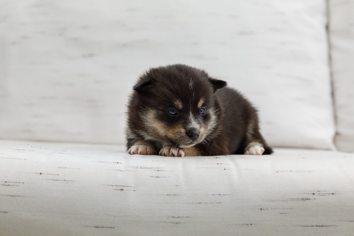 7 Reputable Pomsky Breeders In The U S