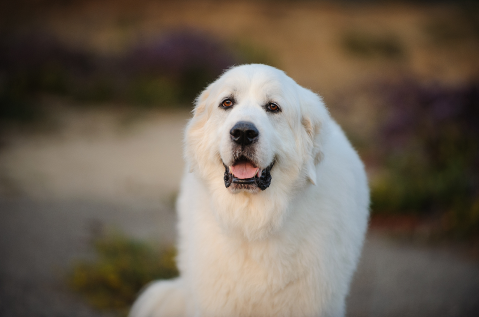 Great Pyrenees Feeding Chart A Guide Toward A Healthy Diet