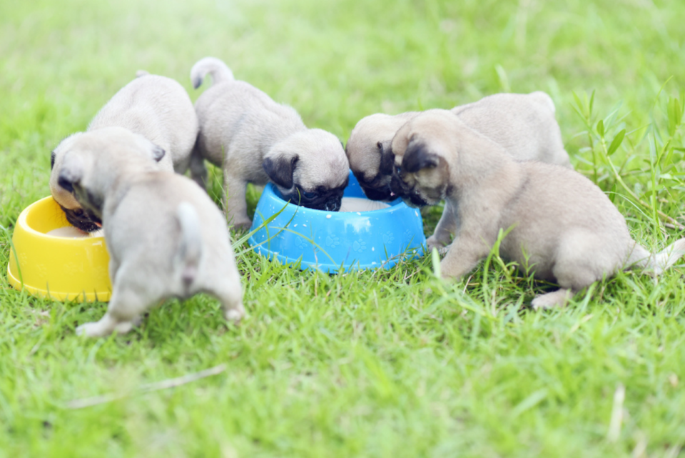 Pug Feeding Chart: What To Feed Your Pug Bug