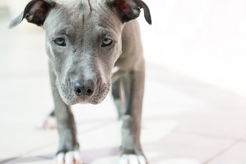 A List Of 7 Reputable Blue Nose Pitbull Breeders