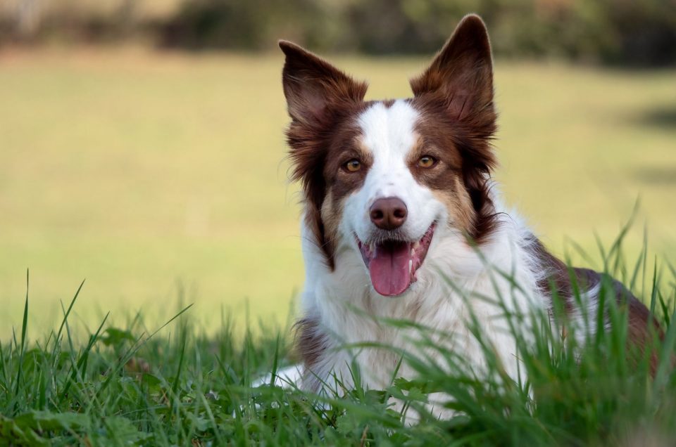 Red Merle Border Collie: Meet The Rare Beauty