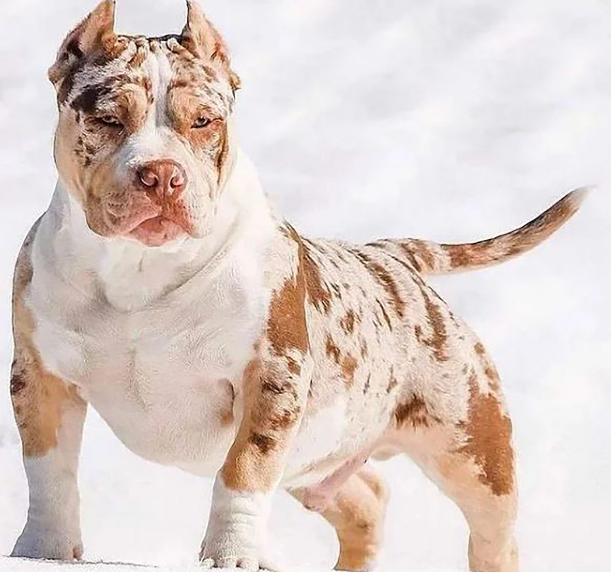 Merle American Bully What Are They Why Are They Special