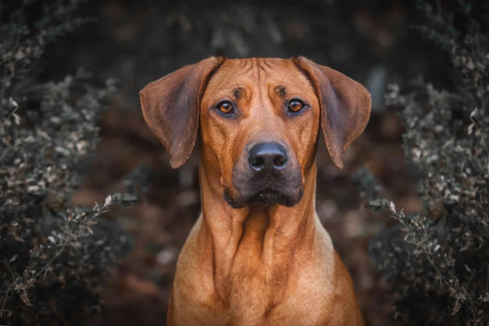 how much should i feed my rhodesian ridgeback