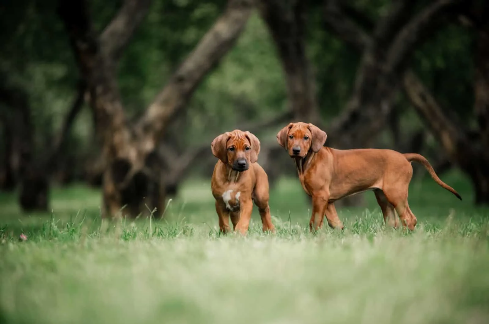 how much should i feed my rhodesian ridgeback