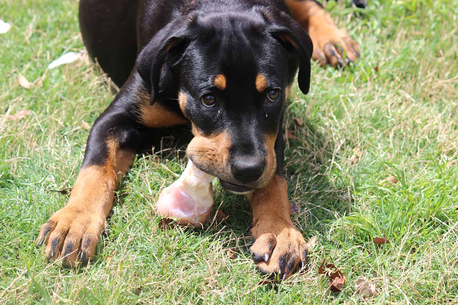 Rottweiler Feeding Chart How Much Do These Dogs Eat 