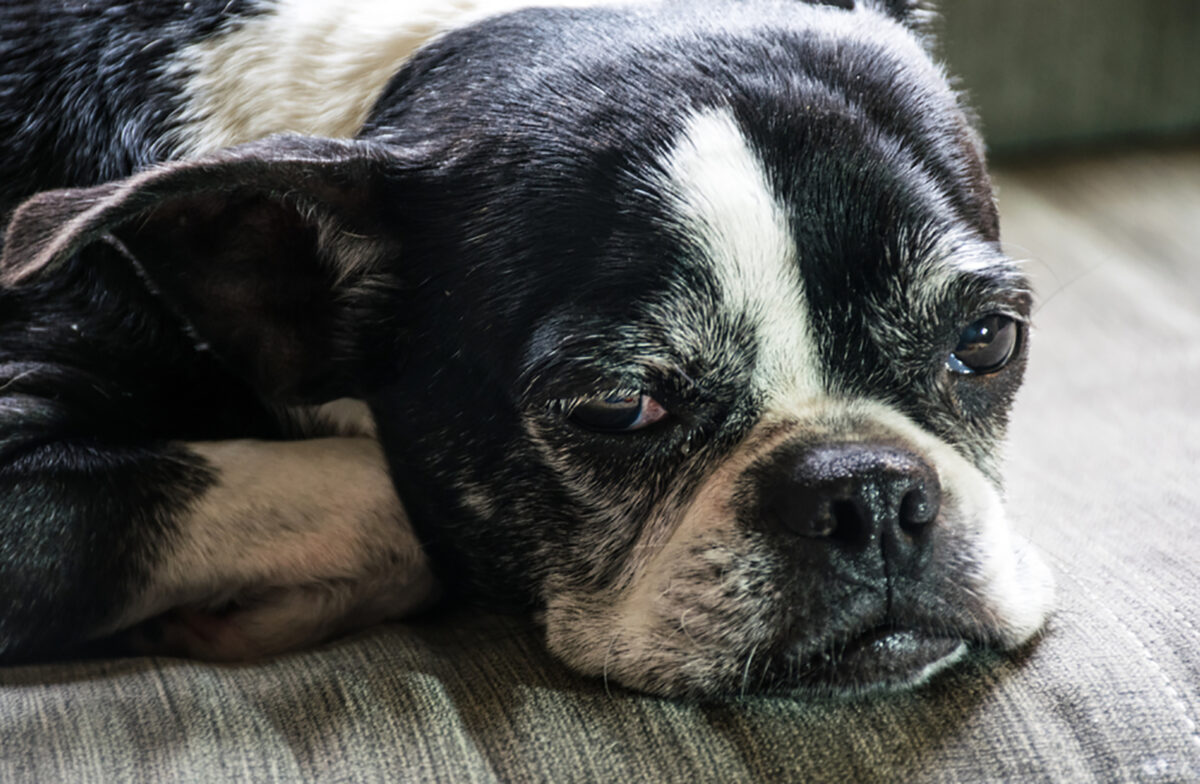 Boston Terrier Feeding Chart The Bostie’s Diet Info