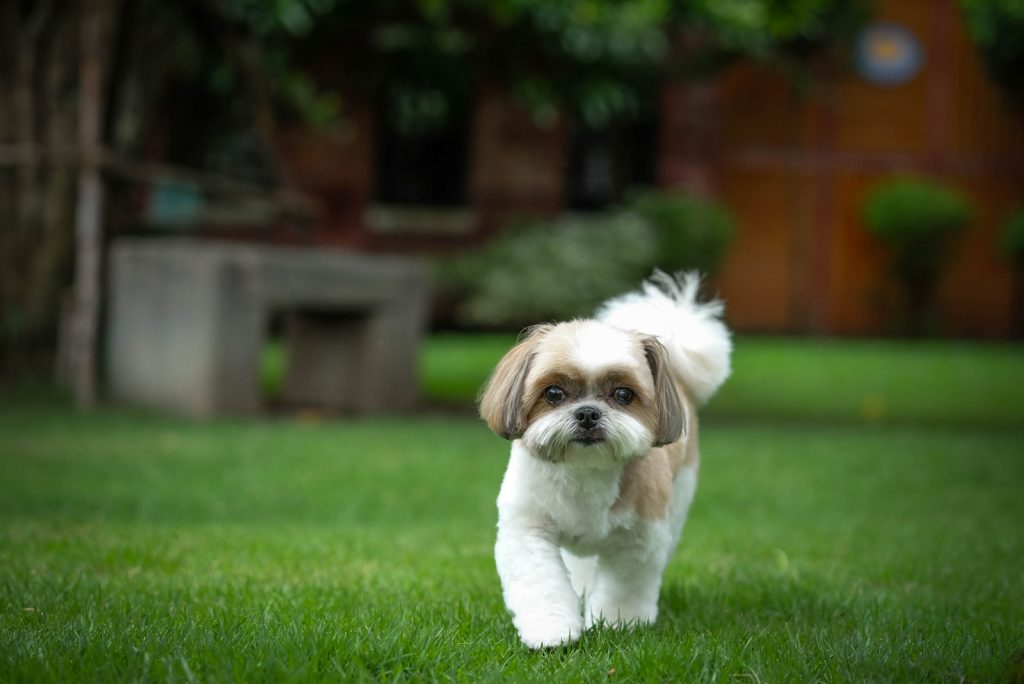 13 Best Teacup Shih Tzu Breeders In The US