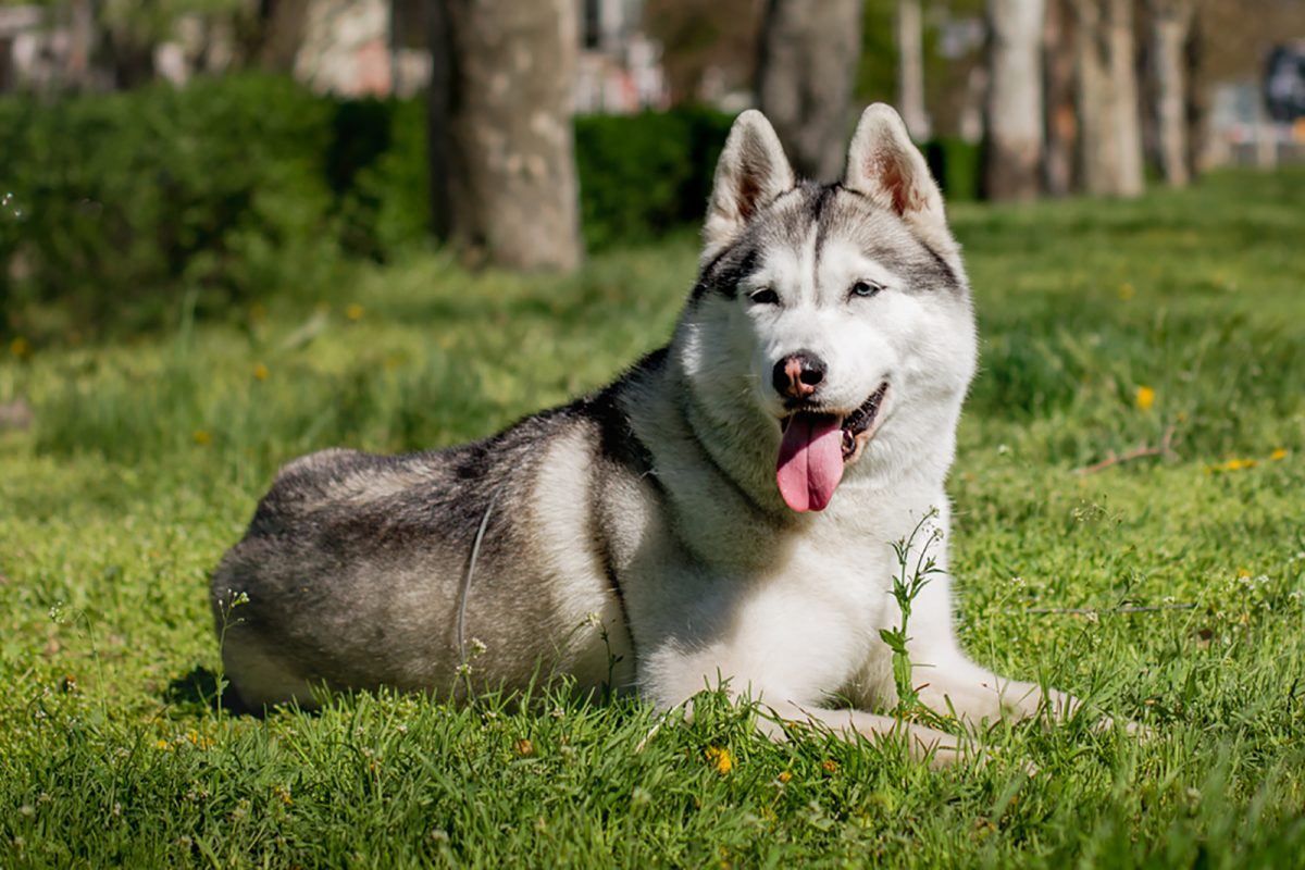 Doberman Husky Mix - Portrait of a Dobsky