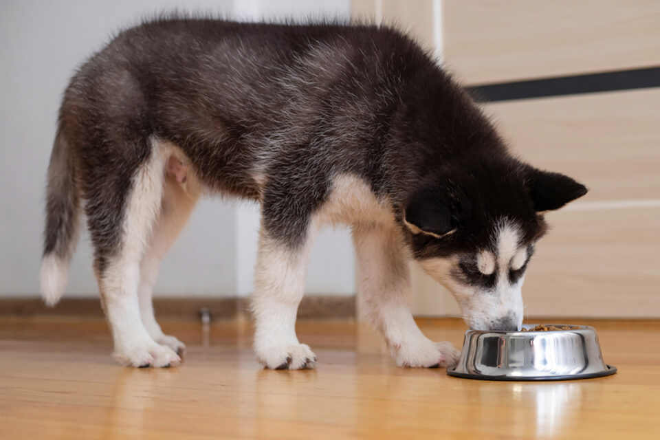 Siberian Husky Feeding Chart: How Much Food To Serve