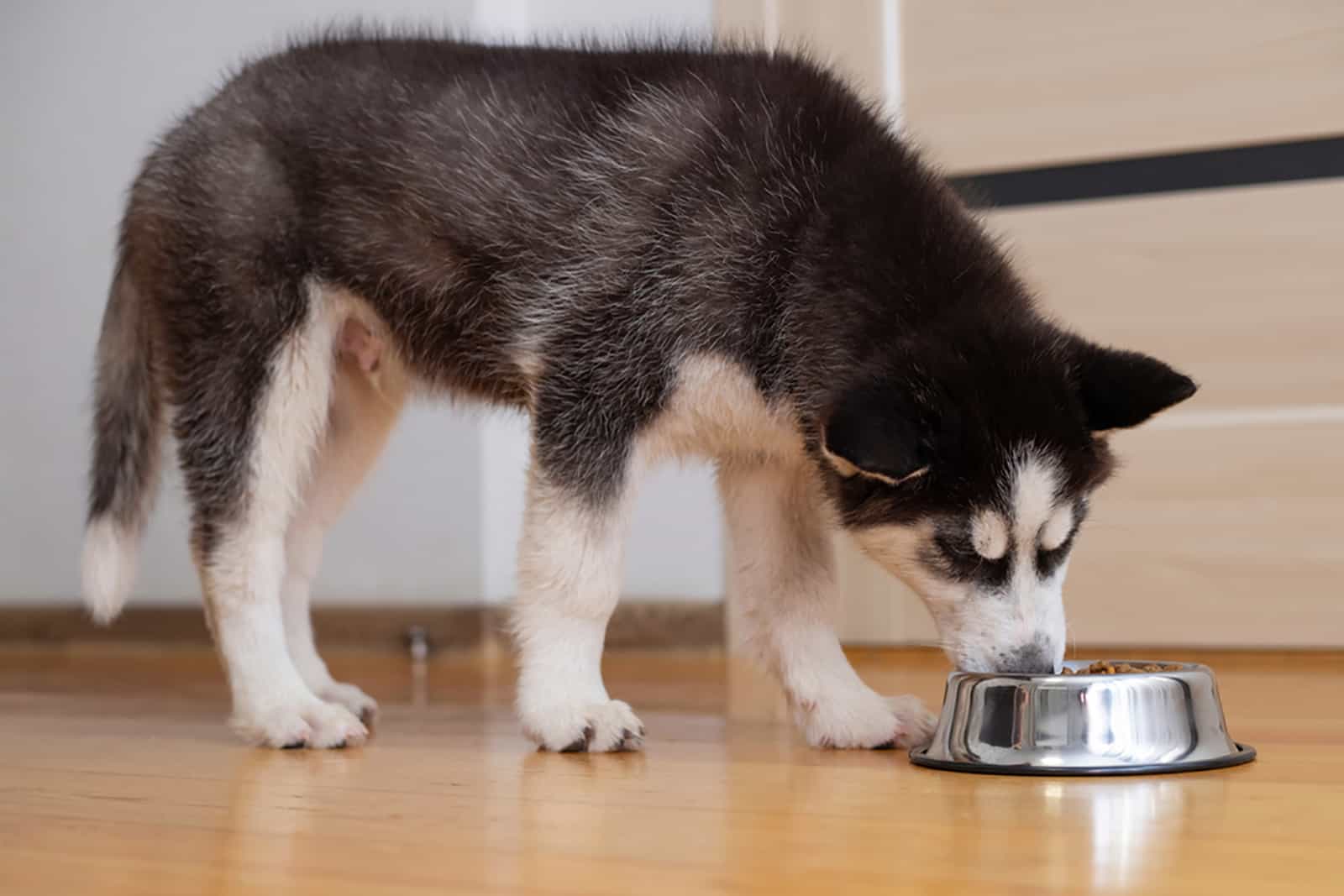 Siberian Husky Feeding Chart How Much Food To Serve