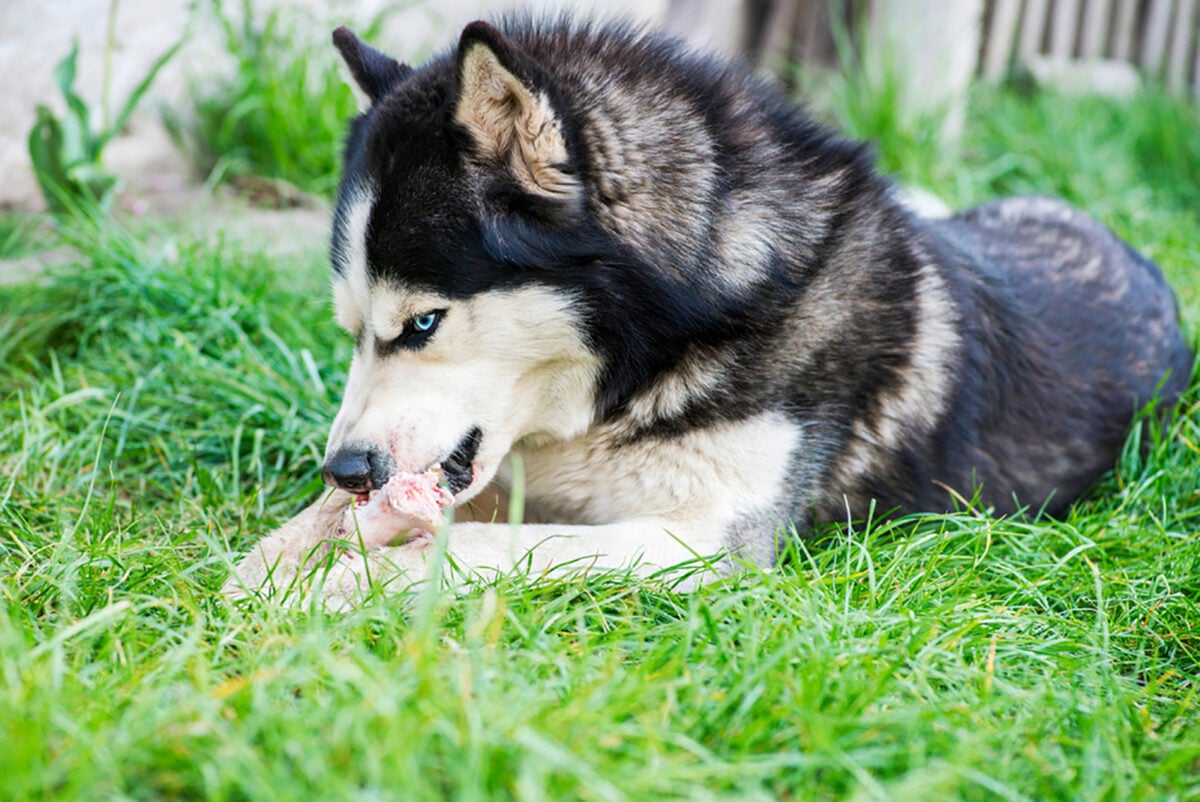 siberian-husky-feeding-chart-how-much-food-to-serve