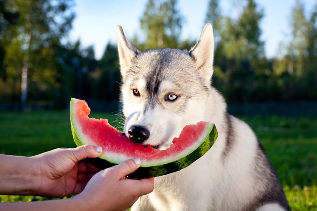 siberian-husky-feeding-chart-how-much-food-to-serve