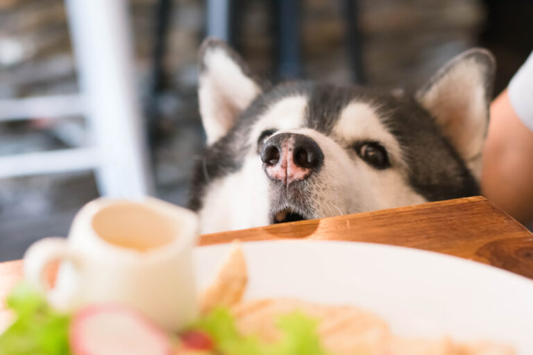 siberian-husky-feeding-chart-how-much-food-to-serve