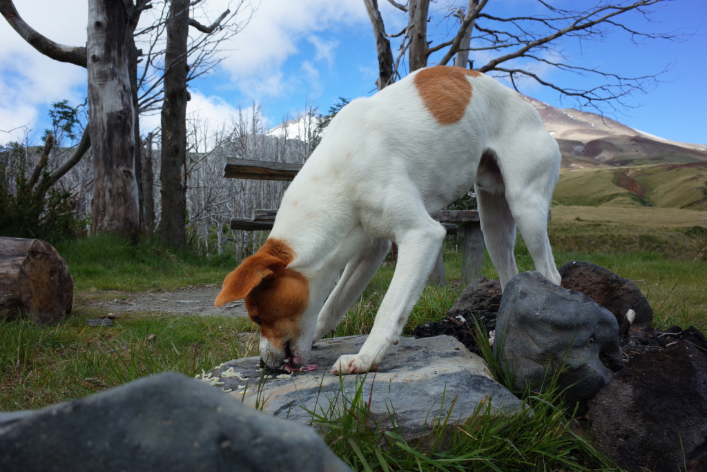 Why Do Dogs Arch Their Backs? 11 Reasons
