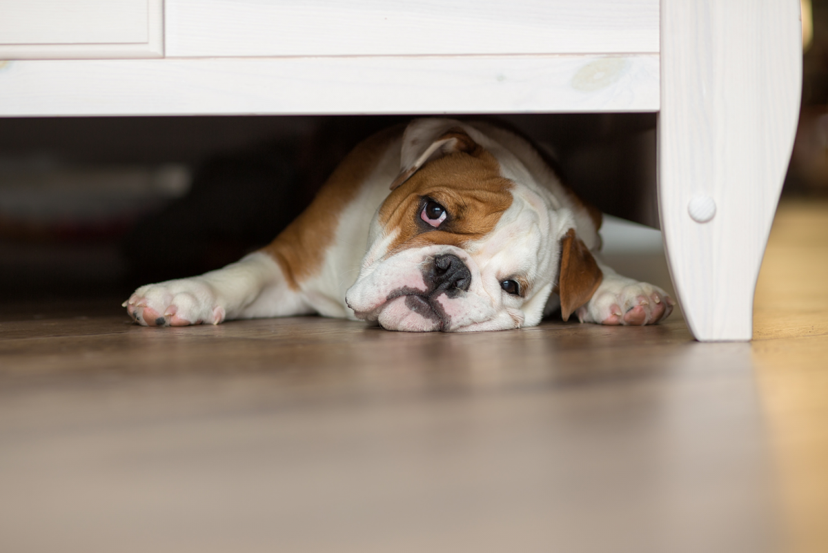 Here Are 13 Reasons Why Your Dog Is Sleeping Under The Bed