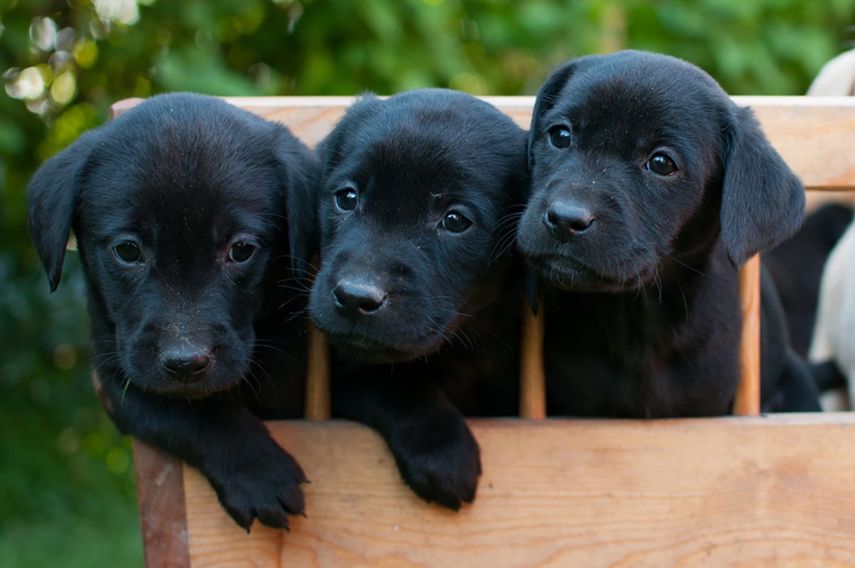 Black Lab Breeders: Top 6 Choices In The USA