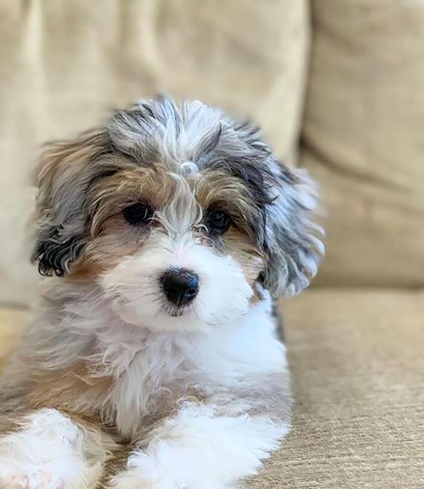 Is The Toy Aussiedoodle A Real Dog Breed?