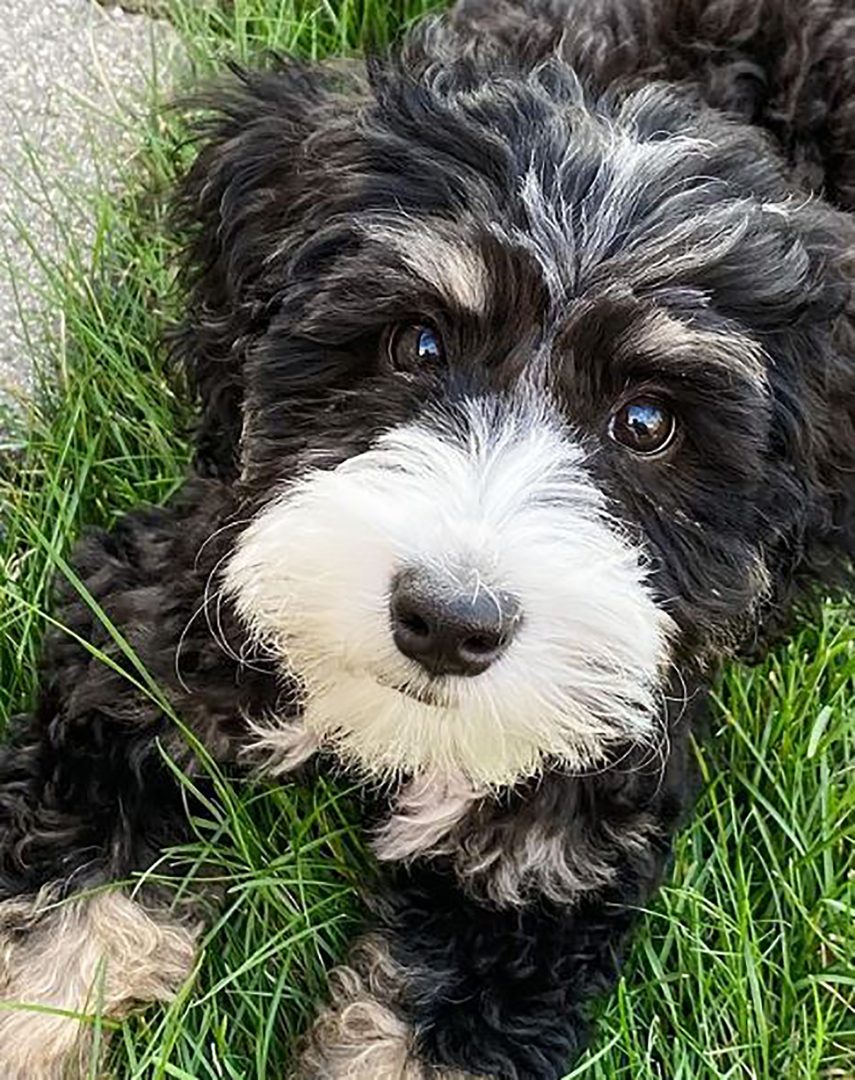 Is Toy Bernedoodle A Dog For You?