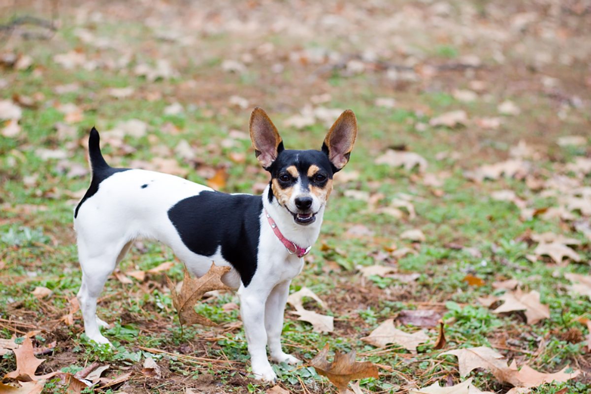 13 Rat Terrier Colors Raturn Of The Color Wheel 8366