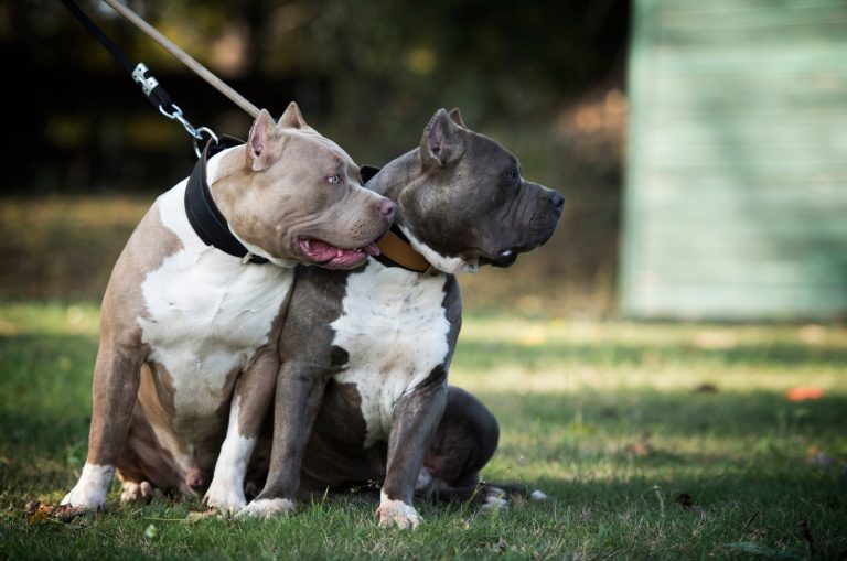 Here Are 8 XL Bully Breeders You Can Trust