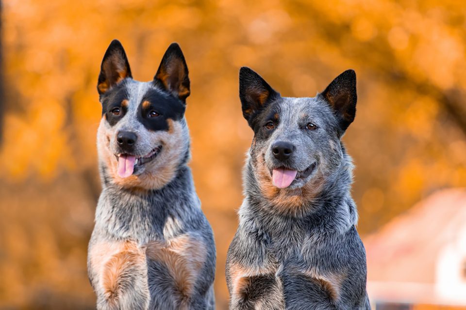 Red Heeler Vs Blue Heeler: Are They The Same Dog Breed?