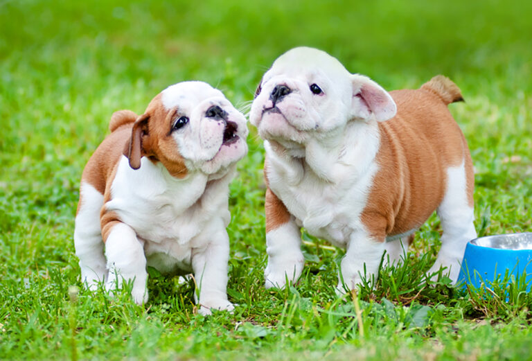 English Bulldog Feeding Chart: How Much Food Is Enough?