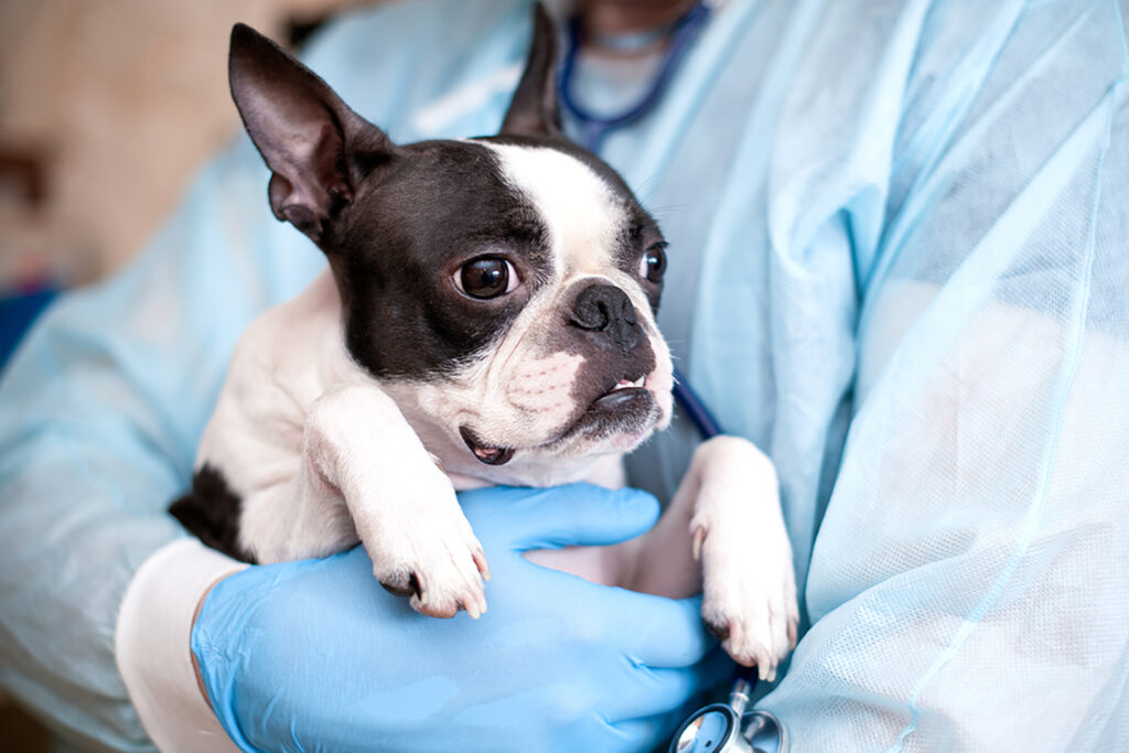 Boston Terrier Feeding Chart: The Bostie’s Diet Info