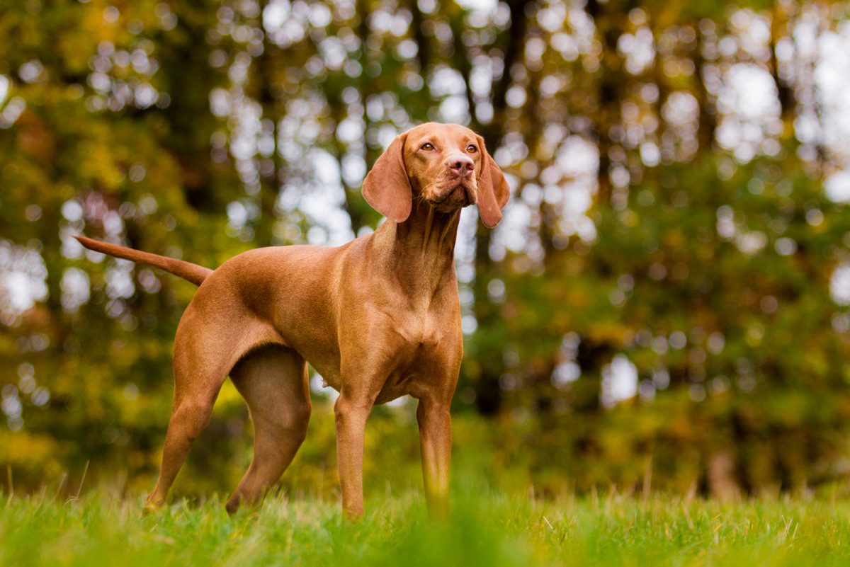 15 Best Tall Skinny Dog Breeds – Let The Runway Begin