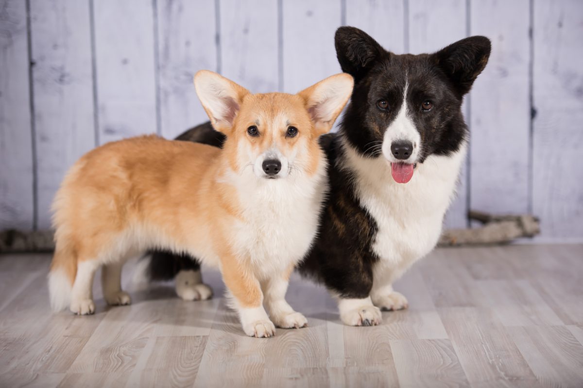 Do Corgis Have Tails At Birth 3 Reasons For Tail Docking