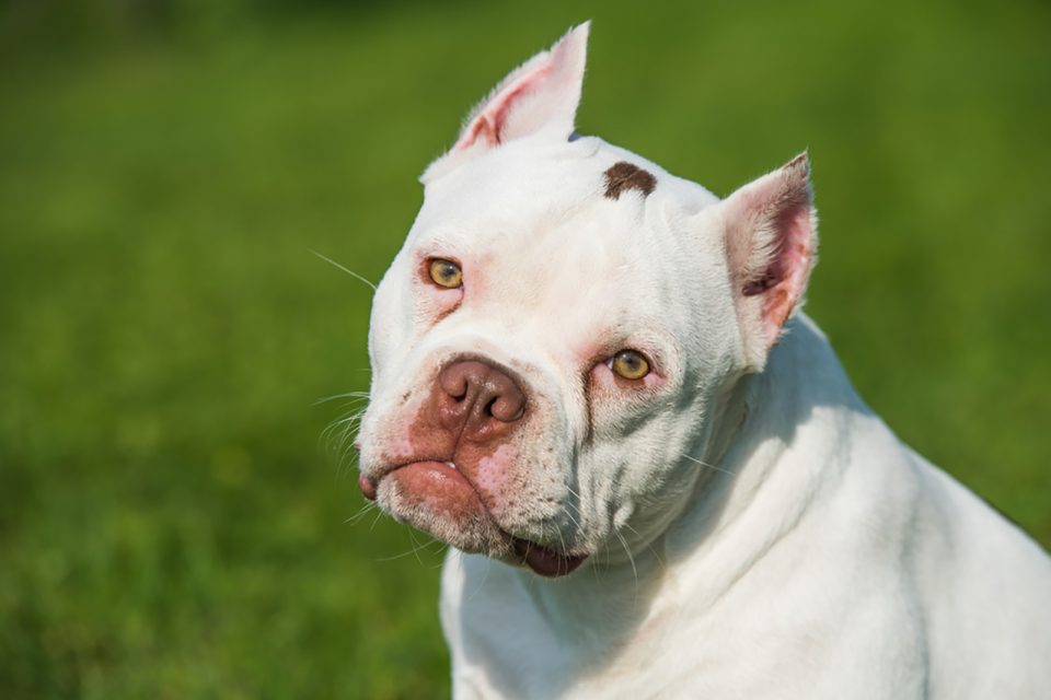 Bully Ear Cropping: A Barbaric Method Or A Bare Necessity?