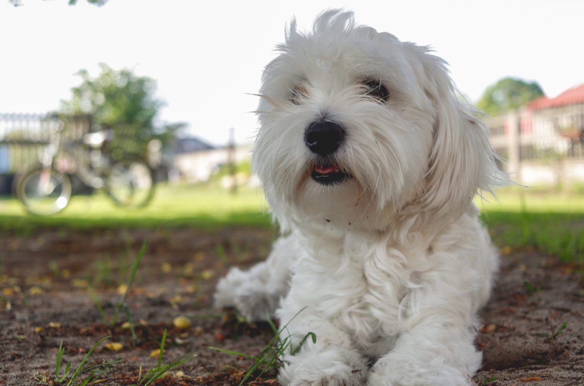 Black Maltese Dogs: How Come Mine Is Black?