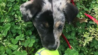 17 Norwegian Elkhound Mixes You Will Love