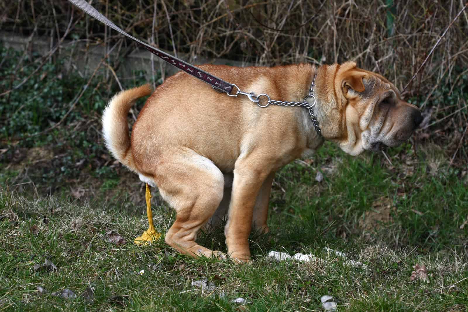 20 Oorzaken Van Hondenpoep En 5 Eenvoudige Oplossingen Hond event nl