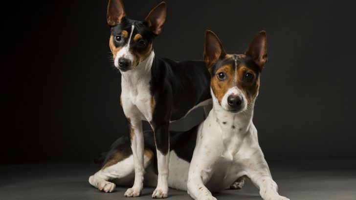 do rat terriers shed a lot