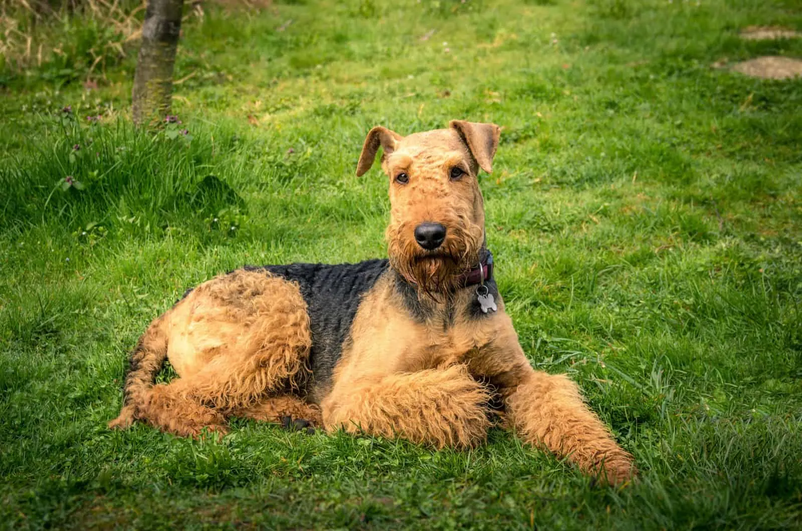 Top 10 Airedale Terrier Breeders In The U.S.