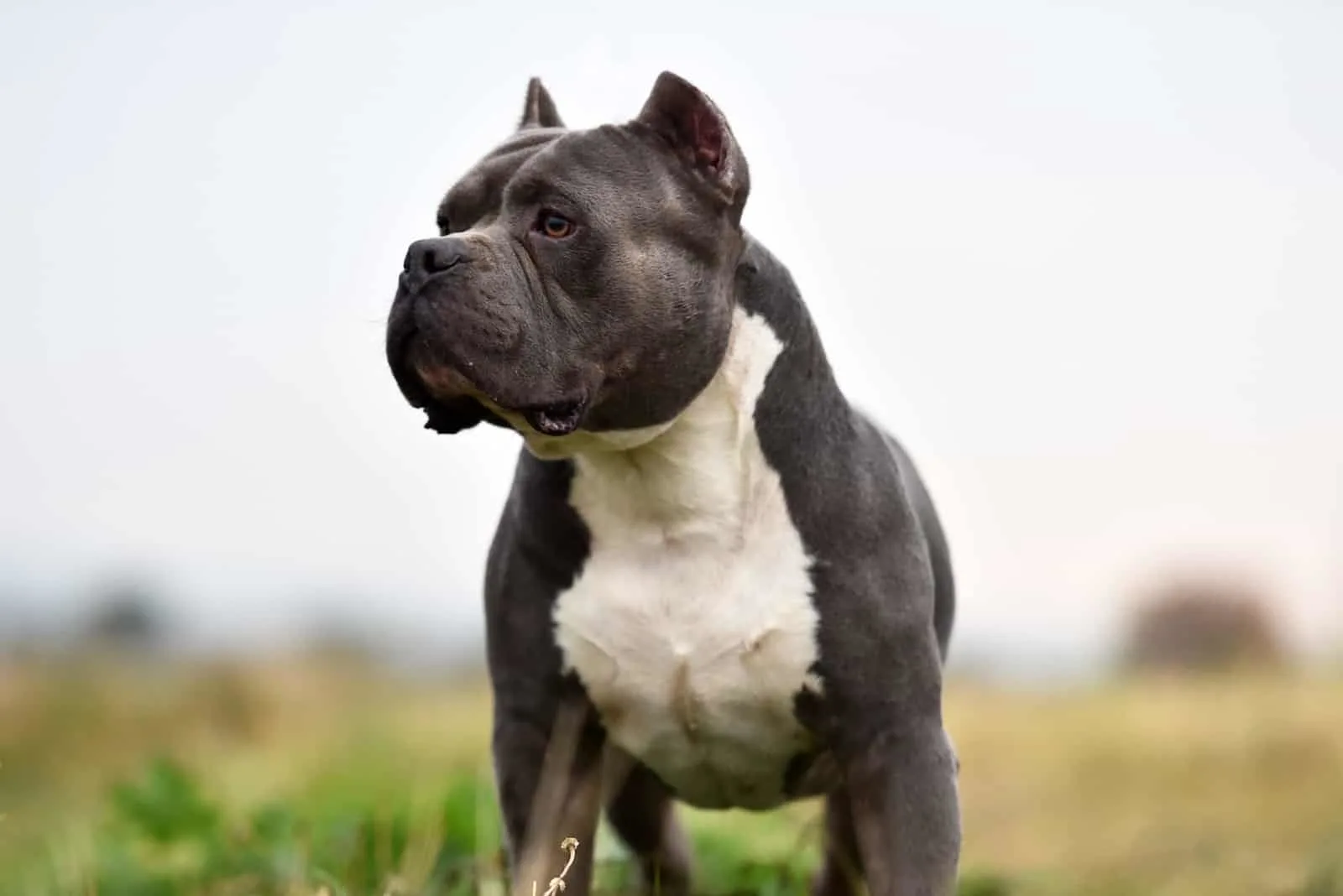 Facts You Must Know About The 10 Famous American Bully Kennels