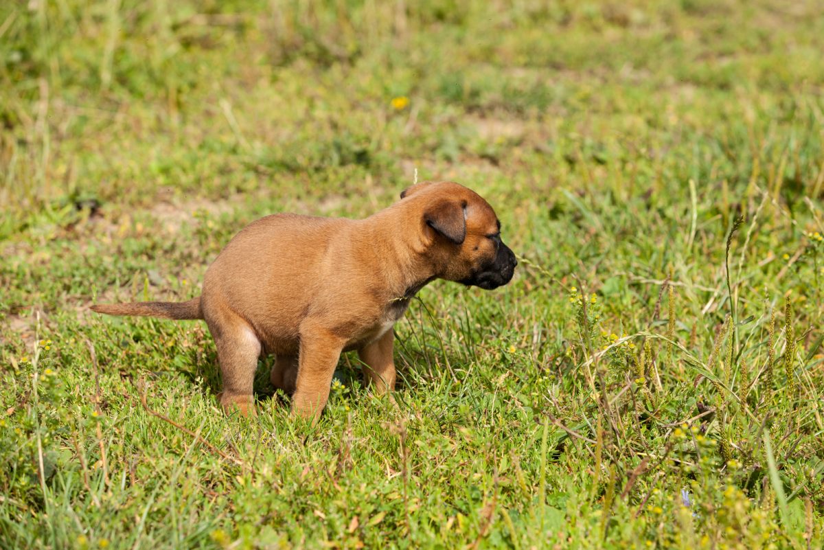 20-causes-of-dog-pooping-clear-liquid-and-5-easy-solutions