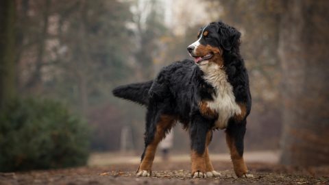 Bernese Mountain Dog Growth Chart For Pups And Adults