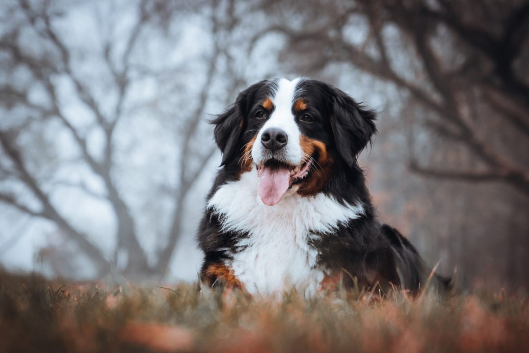 Bernese Mountain Dog Growth Chart For Pups And Adults