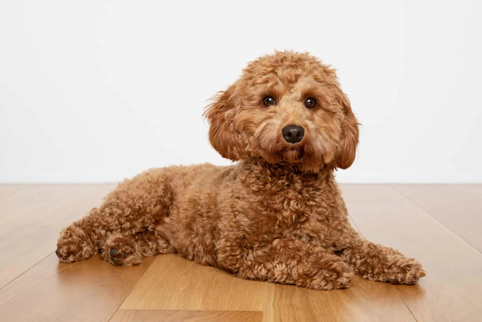 are cavapoos hypoallergenic dogs