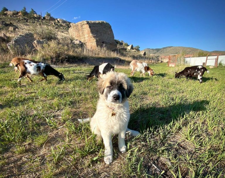 Colorado Mountain Dog: the true brave heart of Colorado