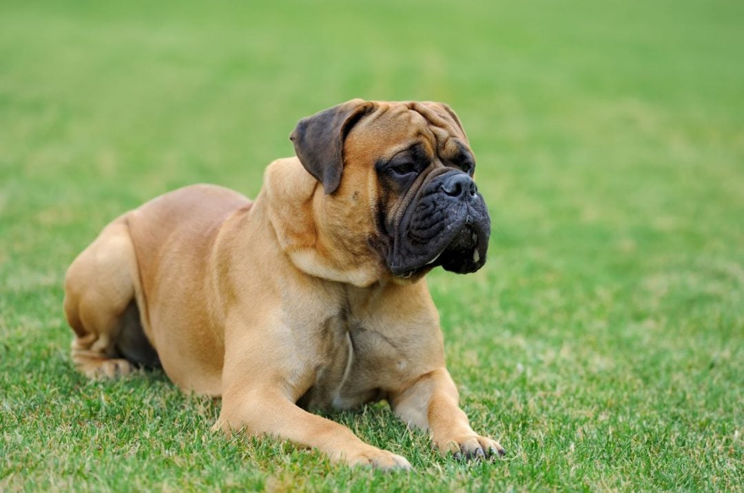 English Mastiff Growth Chart - How Big Do They Get?