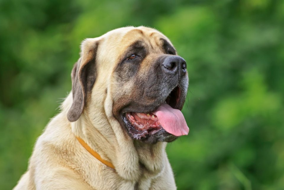 Top 9 English Mastiff Breeders In The U.S.