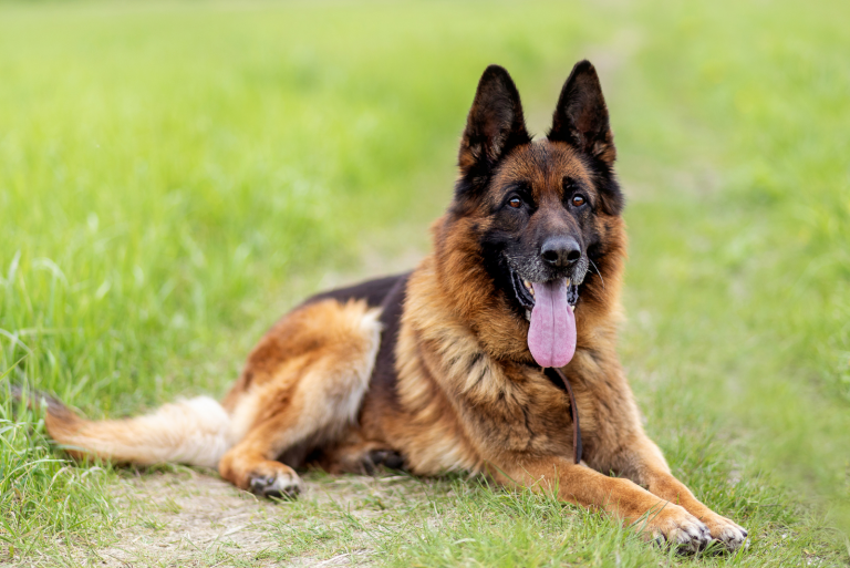 7 Types Of German Shepherds - All Variations In One Place