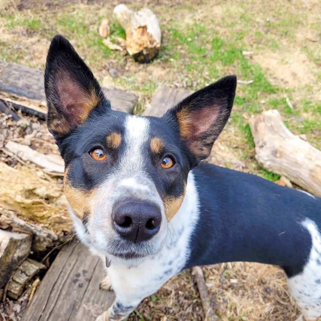 What Is A Hanging Tree Dog And Should You Get One Yourself?