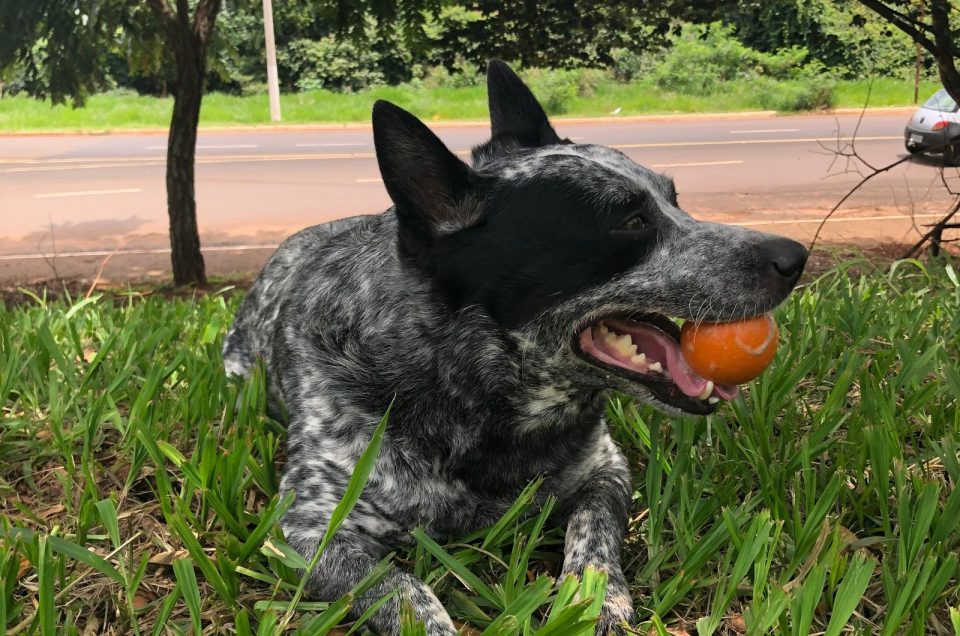 What Is A Hanging Tree Dog And Should You Get One Yourself?