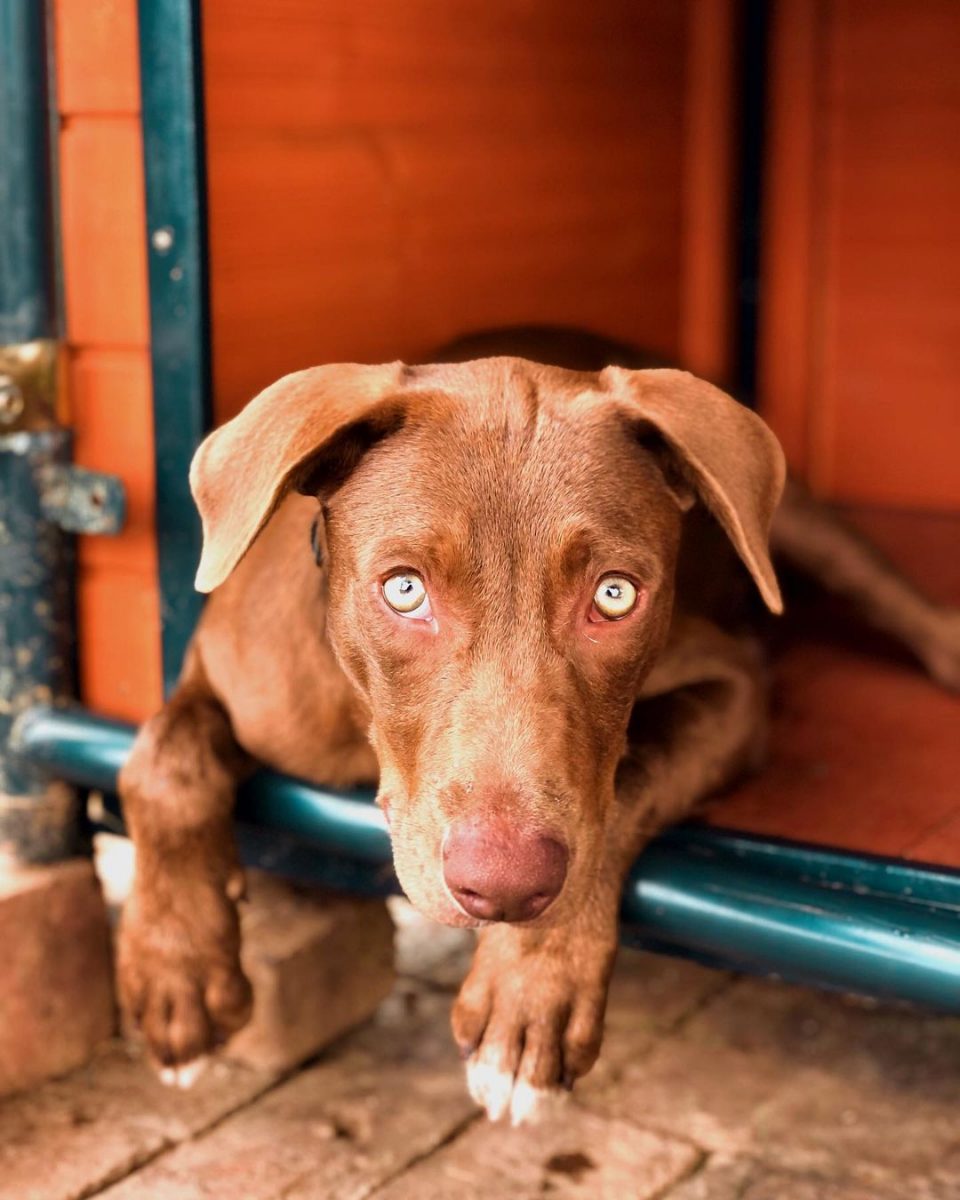 What Is A Hanging Tree Dog And Should You Get One Yourself?