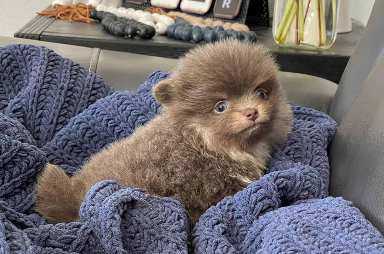 Is Lavender Pomeranian A Real Deal?