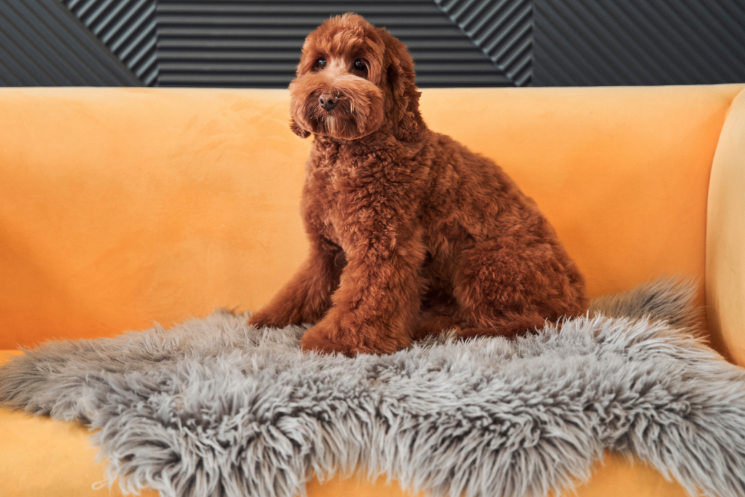 7 Labradoodle Haircuts You Won T Be Able To Resist   Labradoodle Sitting On The Couch 1080x721 